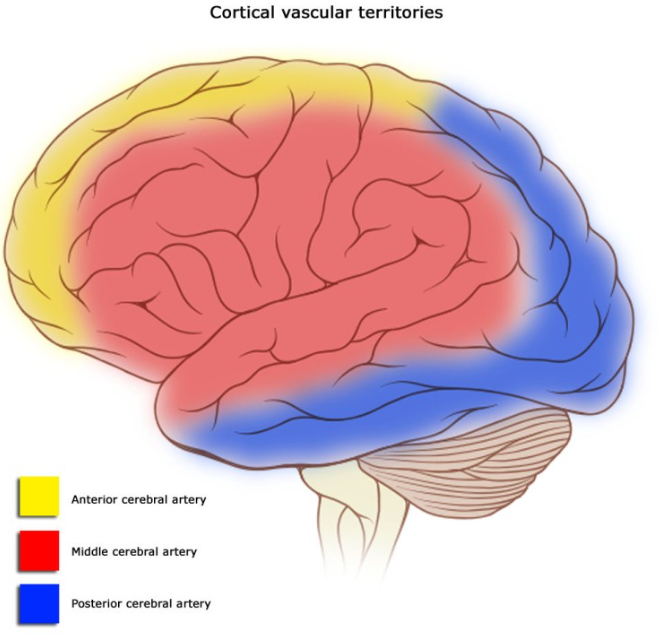 각 뇌동맥이 대뇌 피질에 혈류를 공급하는 영역.