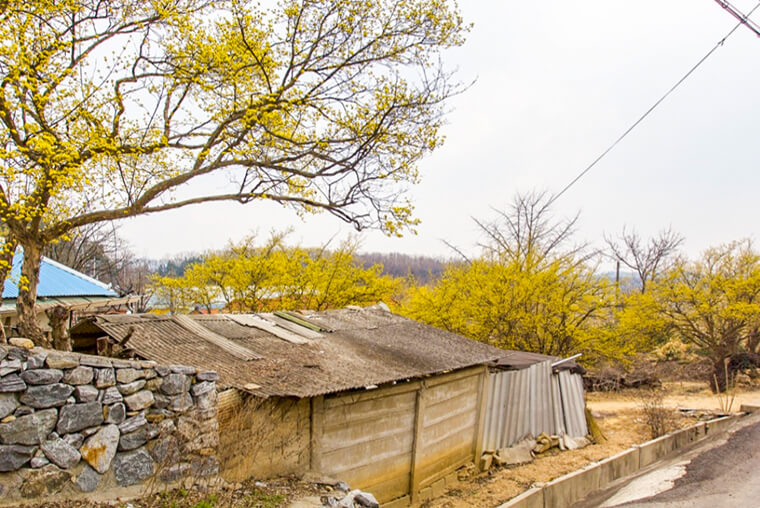 이천 산수유마을