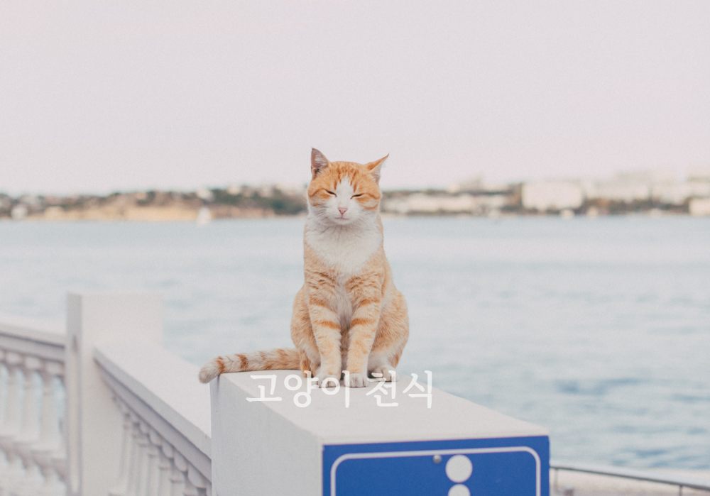 고양이천식