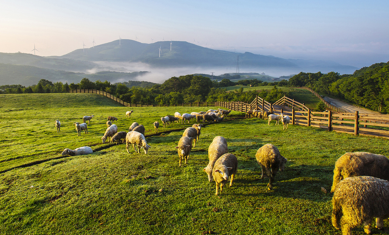 대관령눈꽃축제 기본정보 입장료 프로그램 주차장