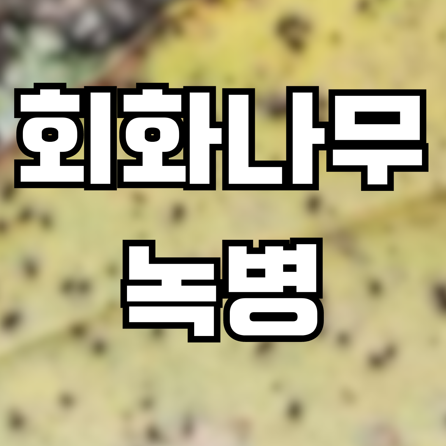  회화나무 녹병