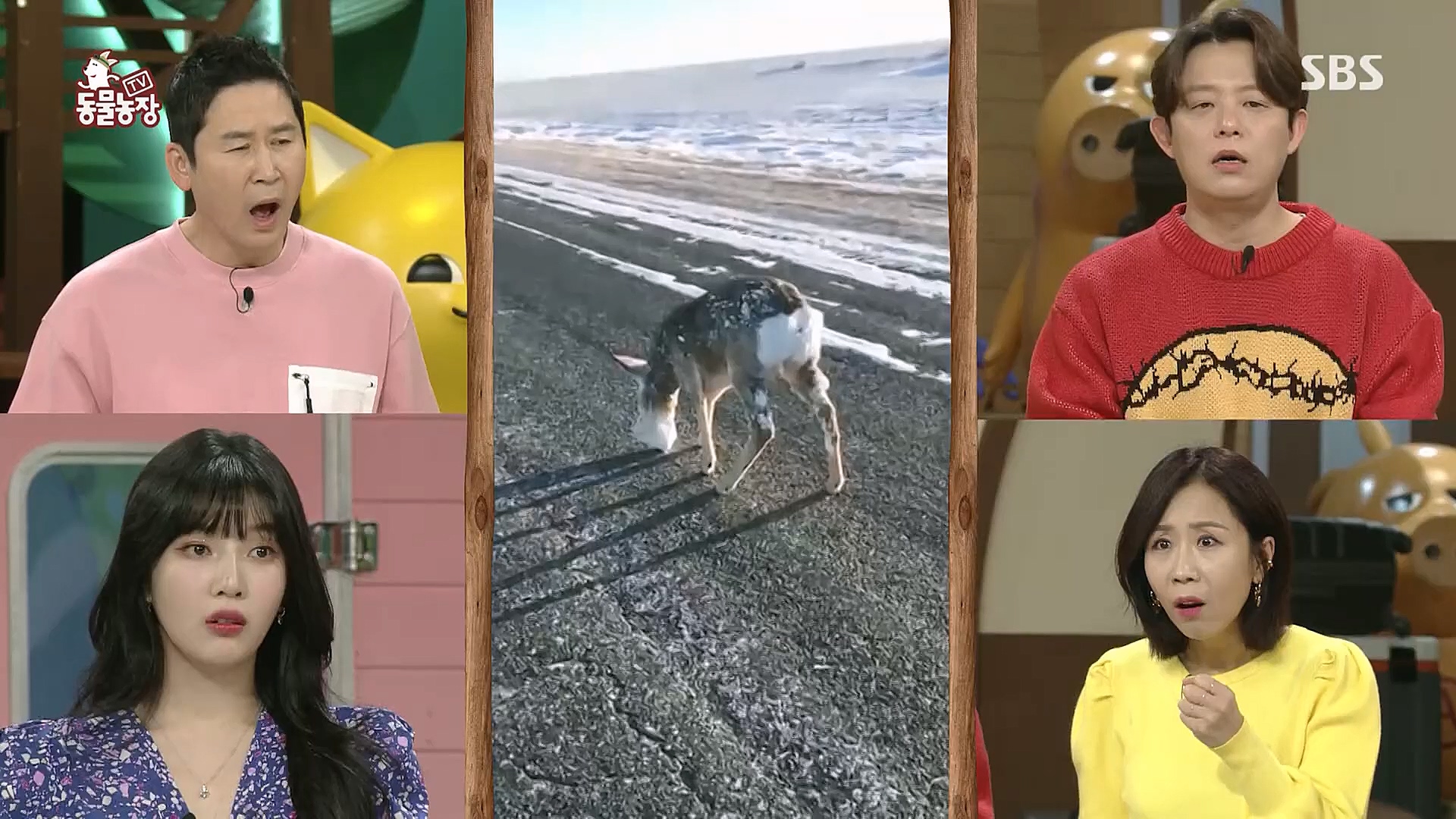 TV 동물농장.E1104.230115p.H264-F1RST.mp4_20230115_173155.711.jpg
