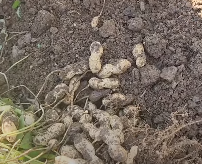 흙속에-파묻힌-땅콩모습