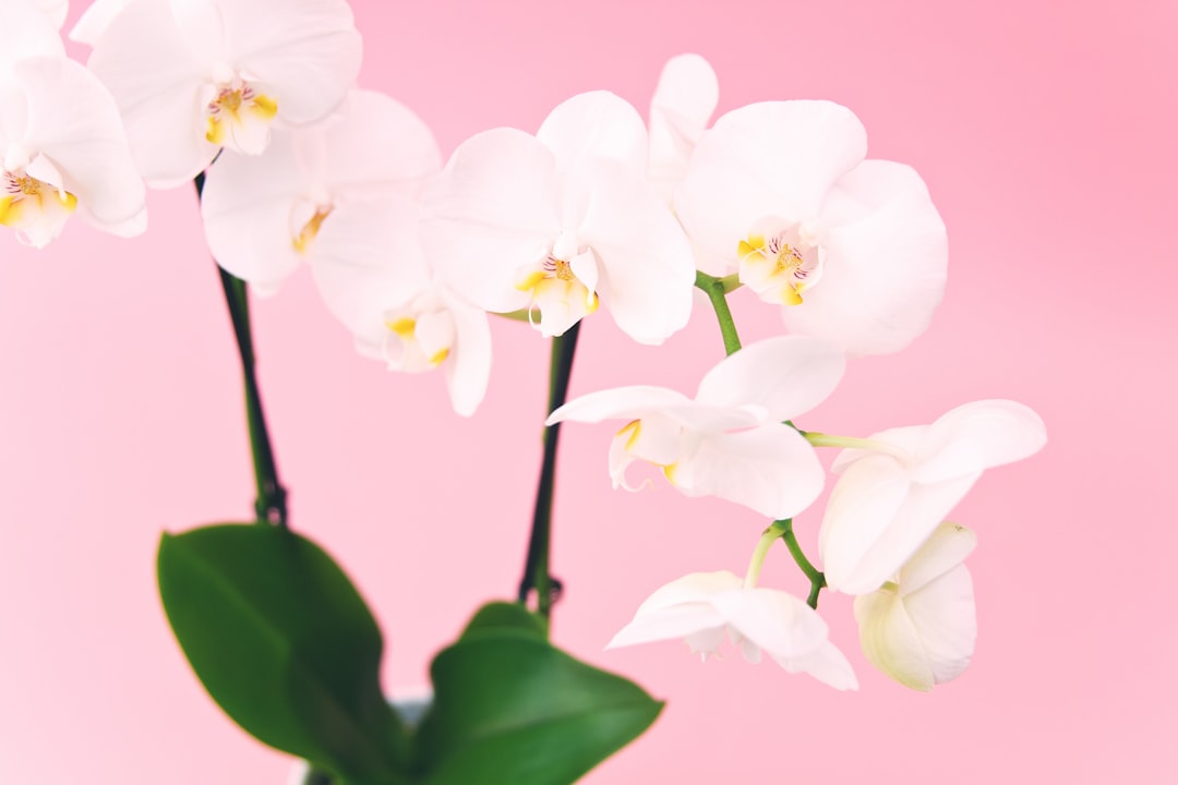'Orchid'