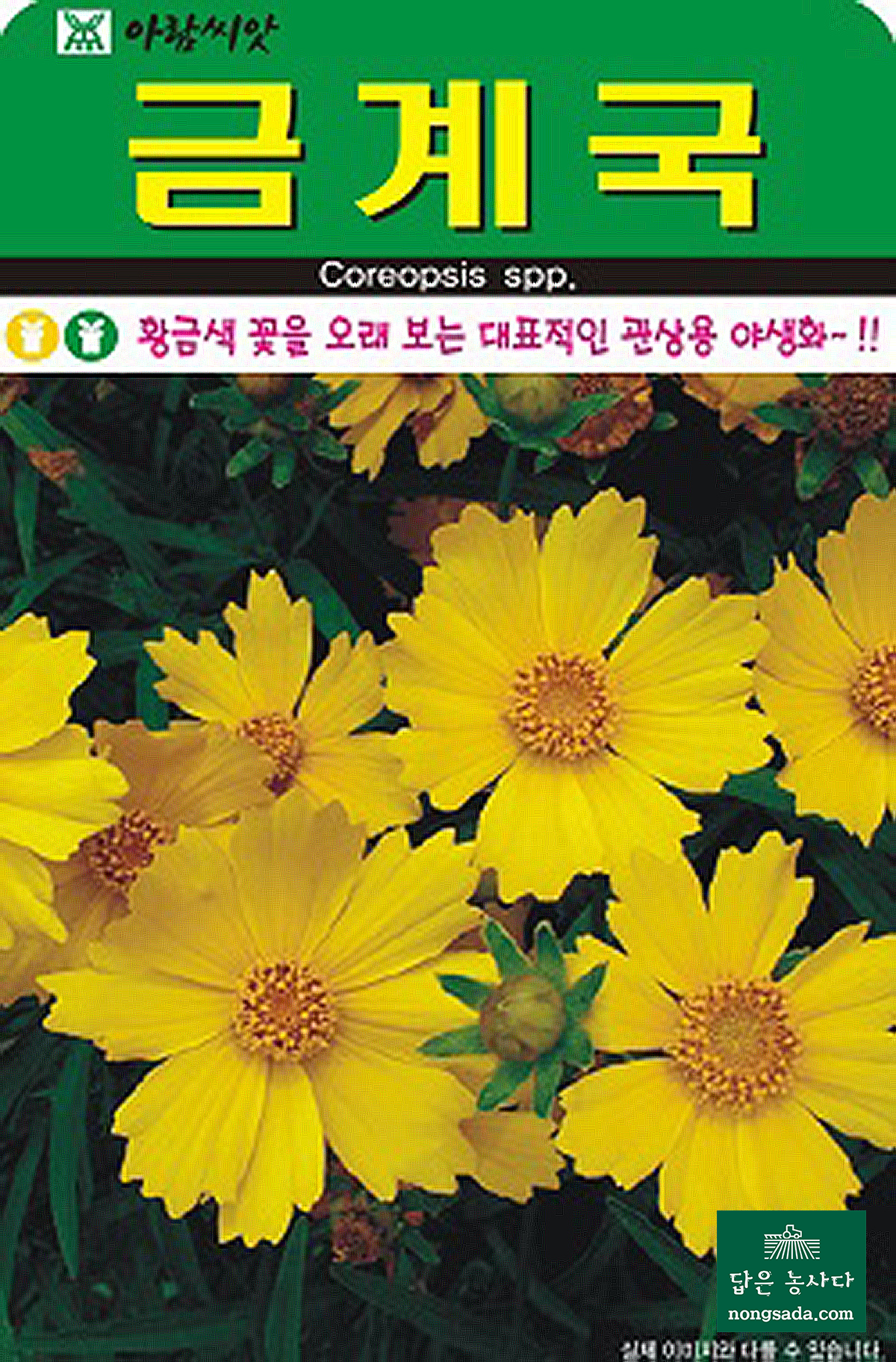 금계국 씨앗종자: 아름다운 황금색 꽃으로 화려한 정원