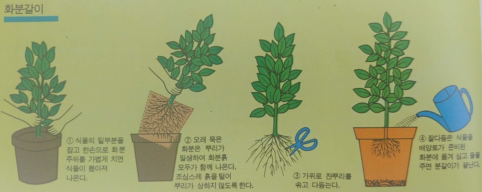 관엽식물 화분갈이 방법