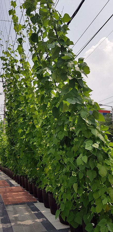 kbs1tv 다큐온 KBS1TV // 회천3동 생태그늘막 8