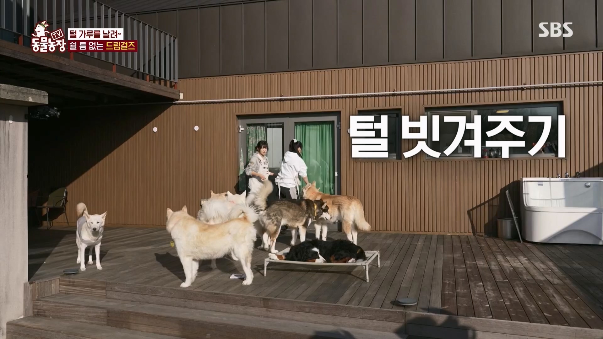 TV 동물농장.E1148.231203p.H264-F1RST.mp4_20231203_181440.627.jpg