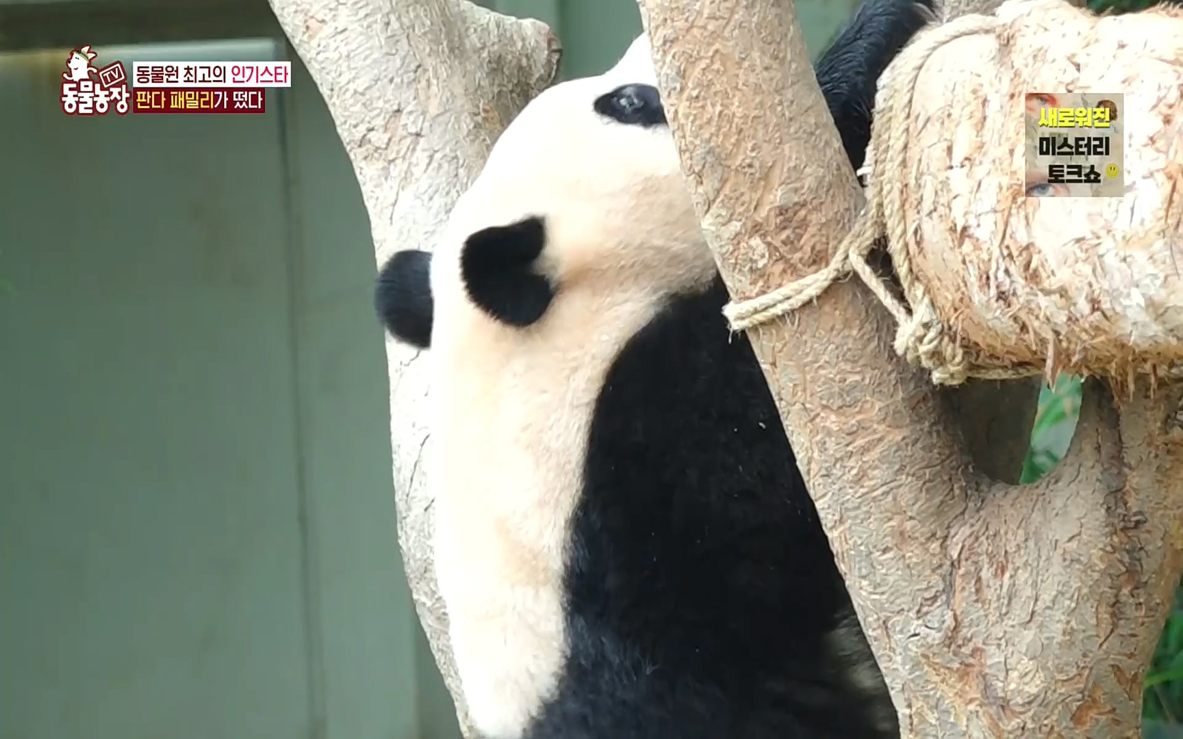 TV 동물농장.E1083.220821p.H264-F1RST.mp4_20220821_183701.546.jpg