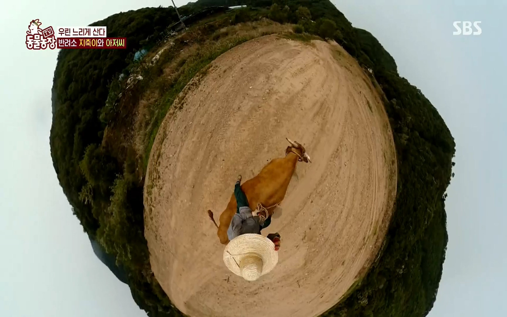 TV 동물농장.E1074.220619p.H264-F1RST.mp4_20220619_181319.598.jpg