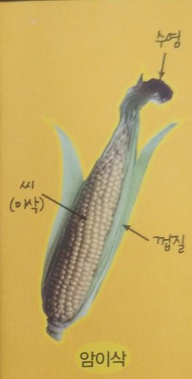  옥수수 사전