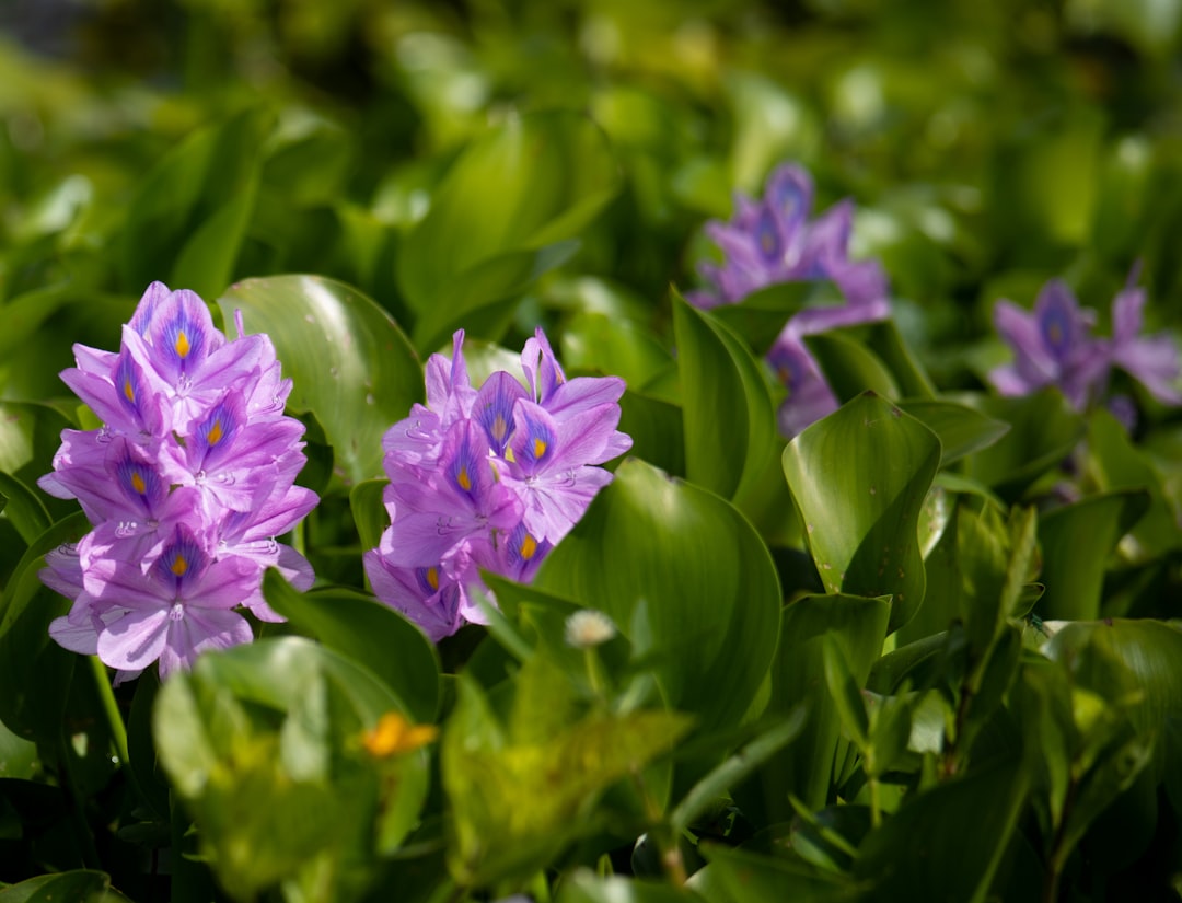 Water Hyacinth
