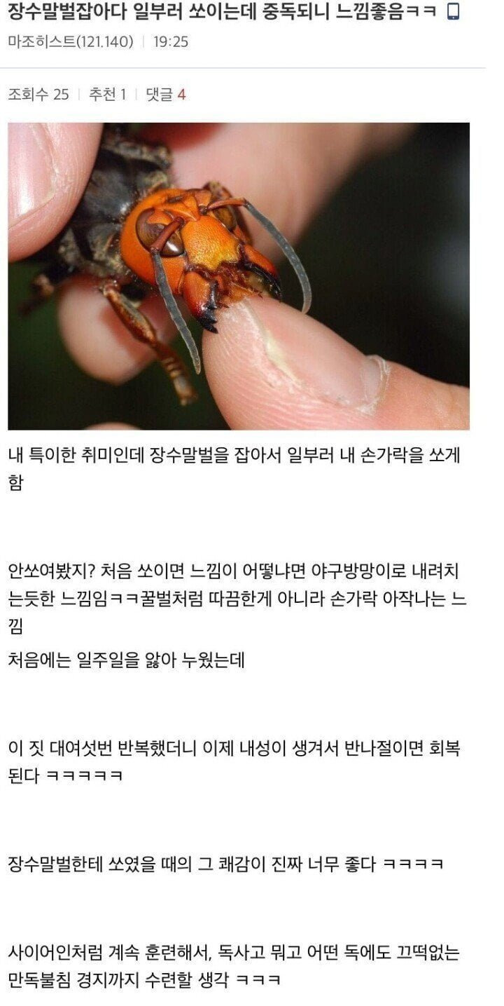 장수말벌에 중독된 디시인