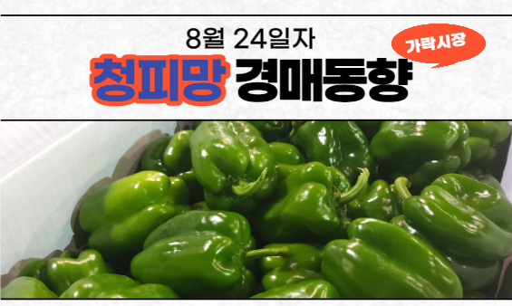  [경매사 일일보고] 8월 24일자 가락시장 청피망 경매동향을 살펴보겠습니다!