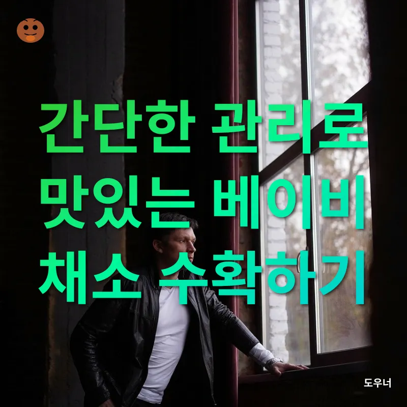 베란다 채소 키우기_2