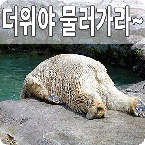  폭염 주의보 특보 경보 기준과 차이 대처 방법