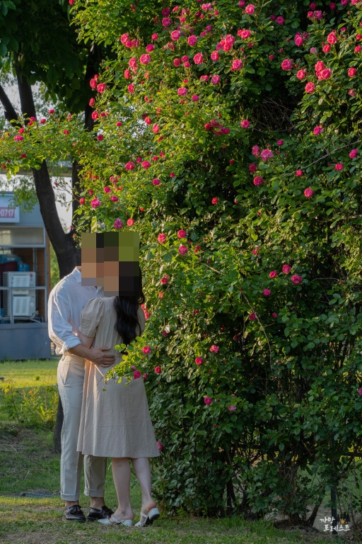 양화한강 공원 장미 스냅 사진