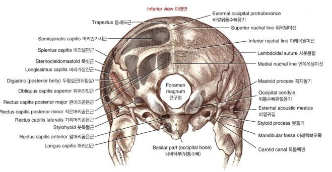 아래서 본 후두골의 근육 부착부위를 보여주는 그림. 승모근의 후두골 부착부위를 보여줌