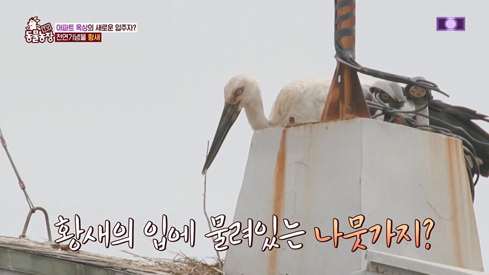 TV 동물농장.E1126.230625p.H264-F1RST.mp4_20230626_204306.601.jpg