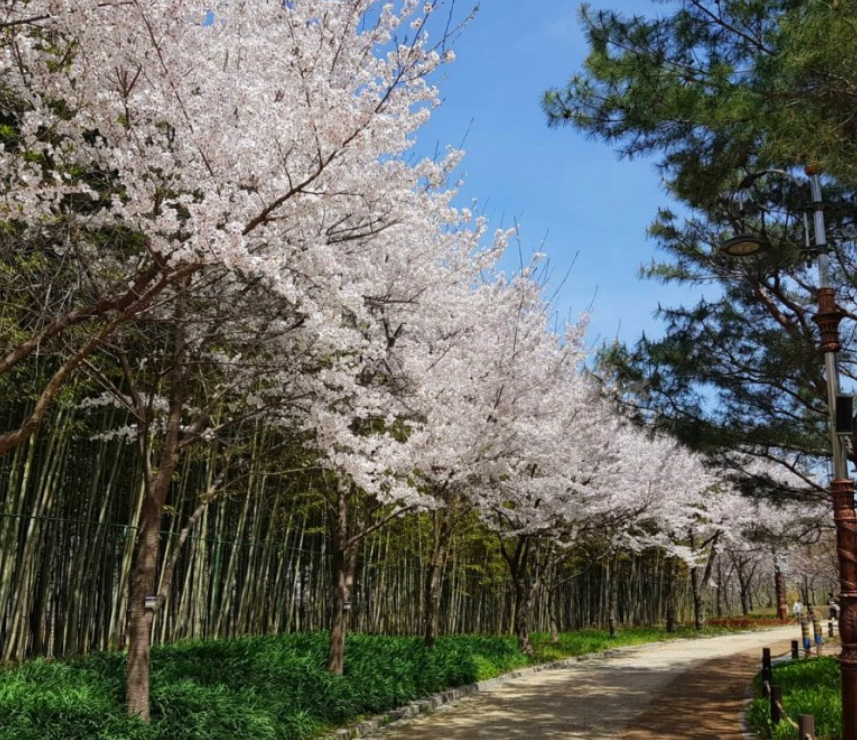 대전벚꽃명소