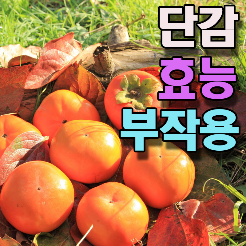  단감 효능 부작용