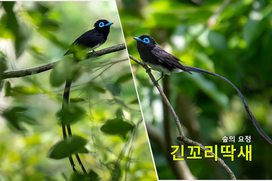 탐조 이미지