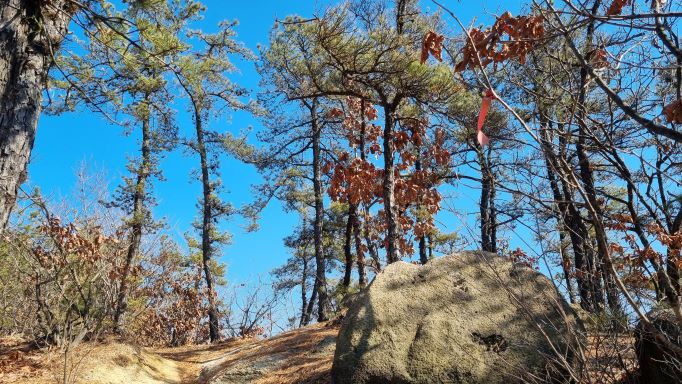 소나무 숲 사이로 보이는 푸른 하늘&#44; 나뭇가지에 매어진 붉은 리본 한개&#44; 언덕 앞에는 큰 바위&#44;