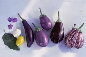 가지