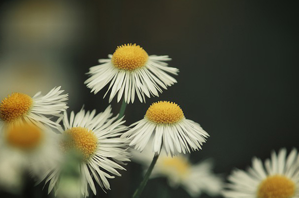  "저먼 캐모마일( Sweet False Chamomile )" 에센셜 오일로 즐겨보는 고양이 아로마