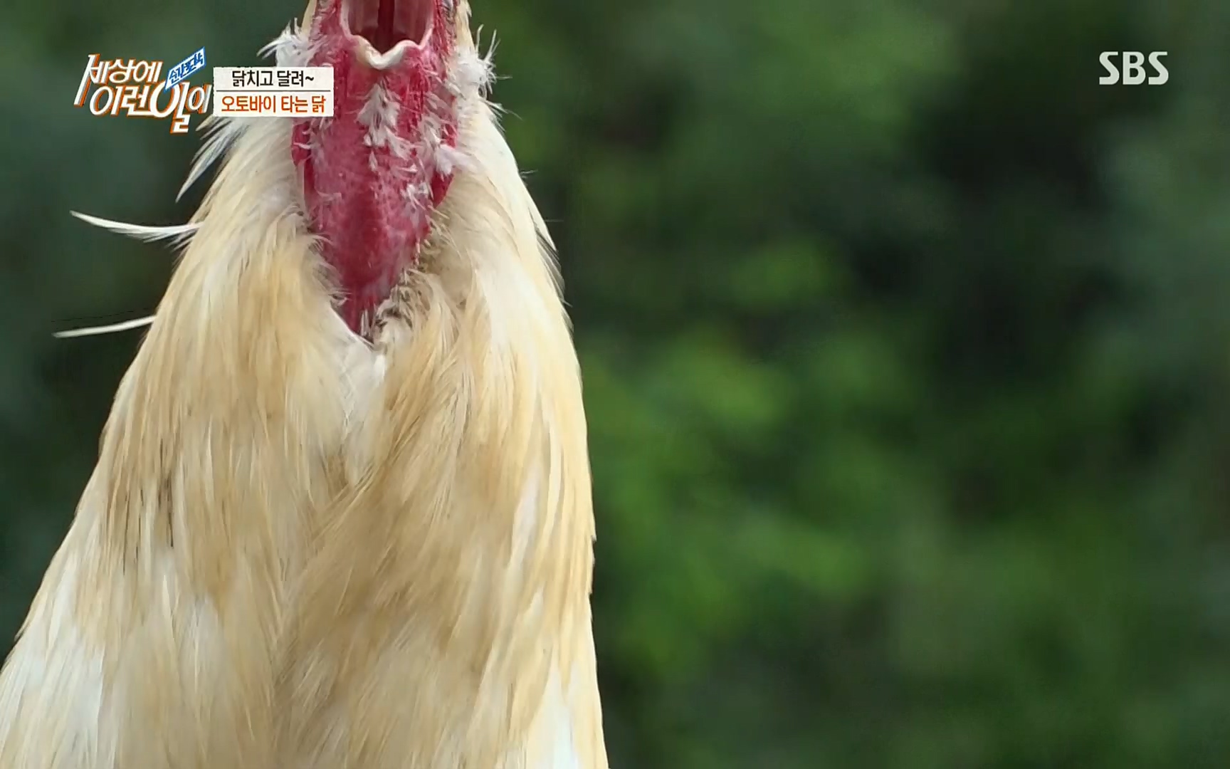 순간포착 세상에 이런일이.E1196.220906p.H264-F1RST.mp4_20220907_203322.092.jpg
