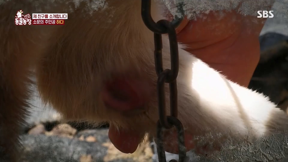 TV 동물농장.E1125.230618p.H264-F1RST.mp4_20230618_192121.127.jpg