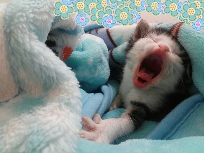 하품하는 아기고양이 홍이