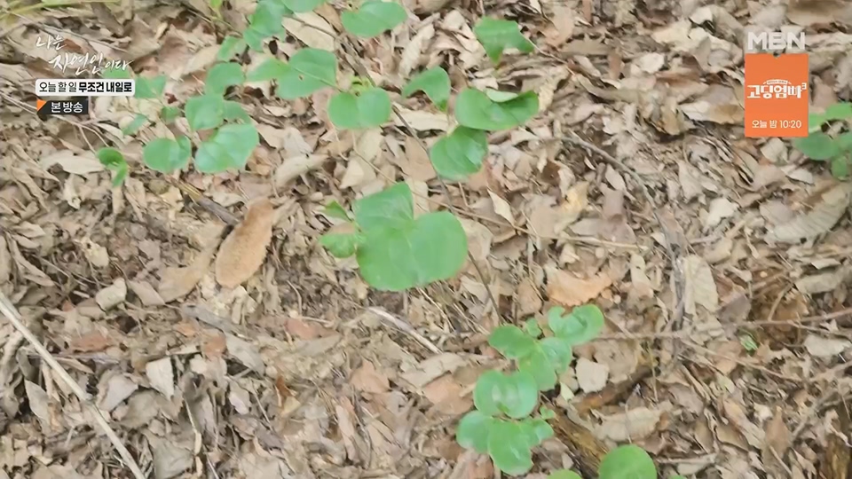 나는 자연인이다.E562.230712p.H264-F1RST.mp4_20230713_204724.865.jpg