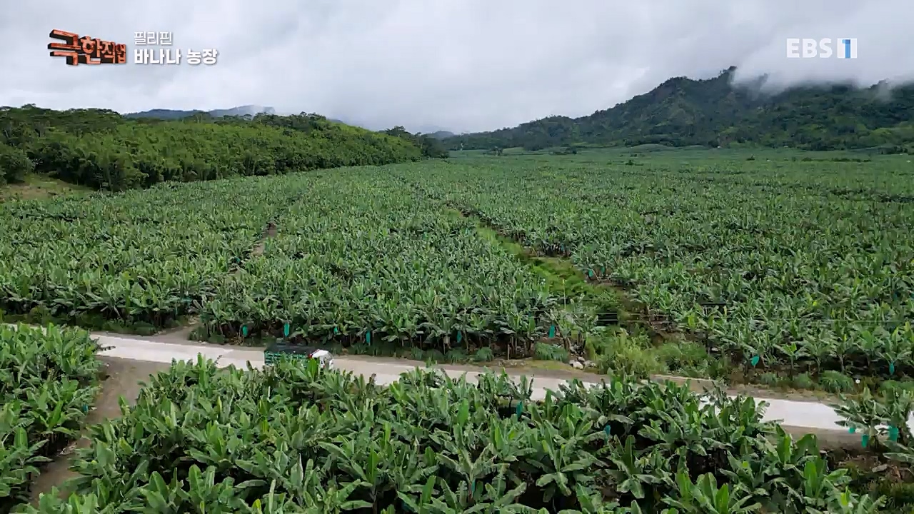 TV - 교육의 중심 EBS필리핀 바나나, 파인애플 농장.mp4_20230302_202856.602.jpg