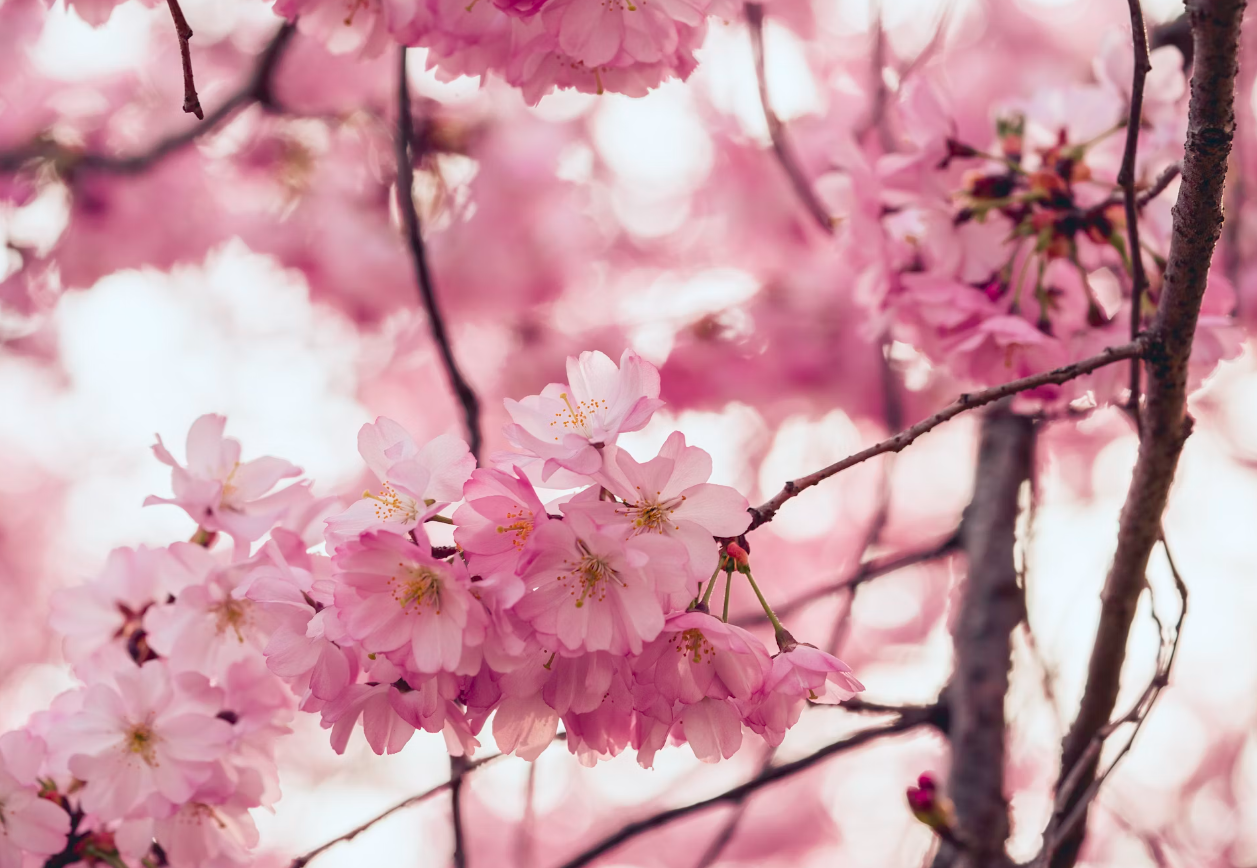 3월-봄-나들이-명소-장소-지역-봄꽃-축제-꽃-기간