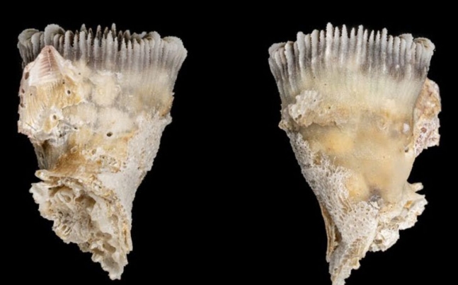 한국해양과학기술원(KIOST) 연구진이 국내에서 처음 발견한 둥근측컵돌산호의 측면 사진. 뒤집힌 원뿔 형태가 잘 보인다./한국해양과학기술원(KIOST)