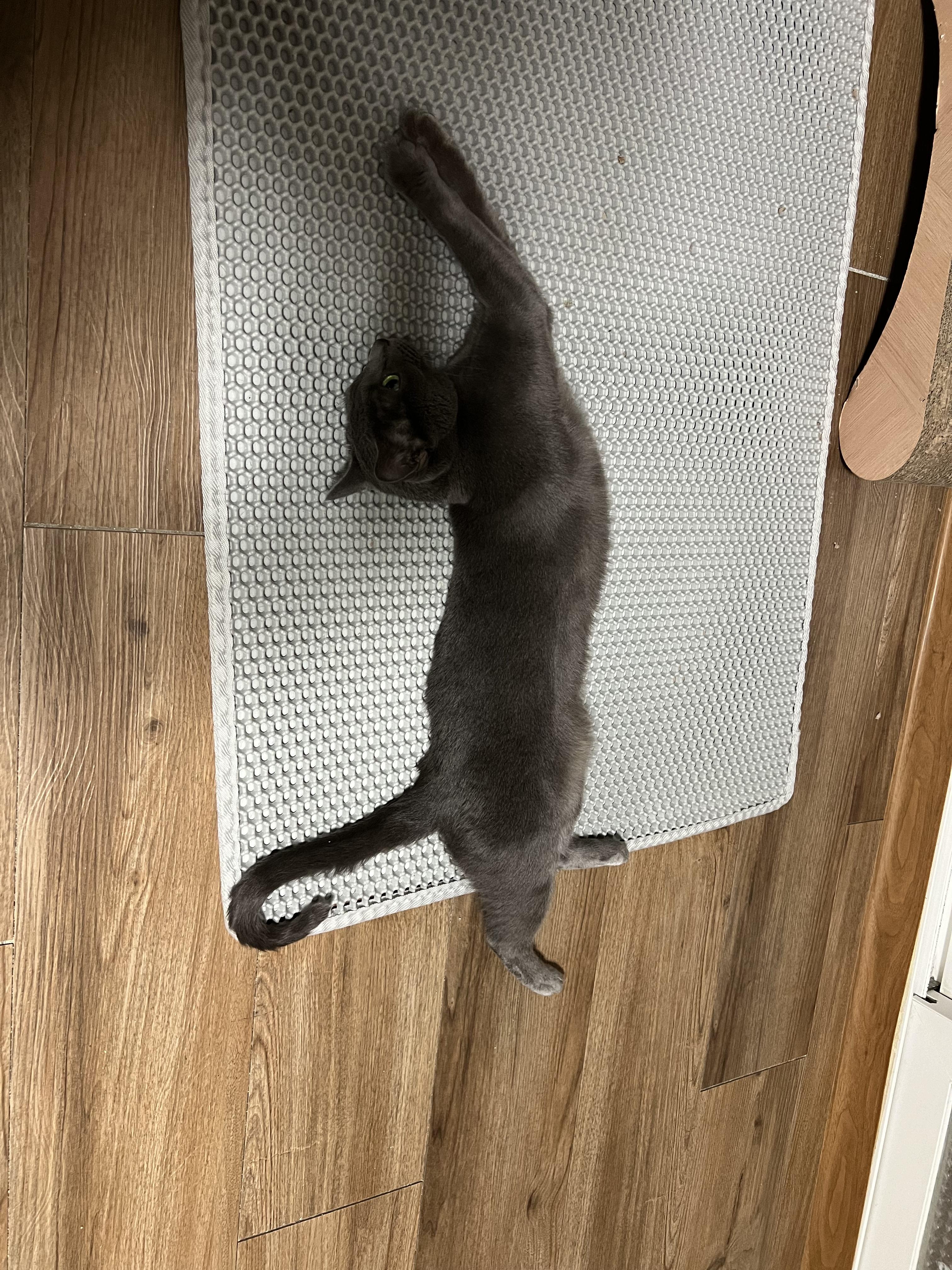 고양이 화장실 카페트 모래도 이제 안심