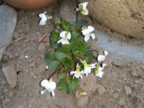 흰제비꽃 사진