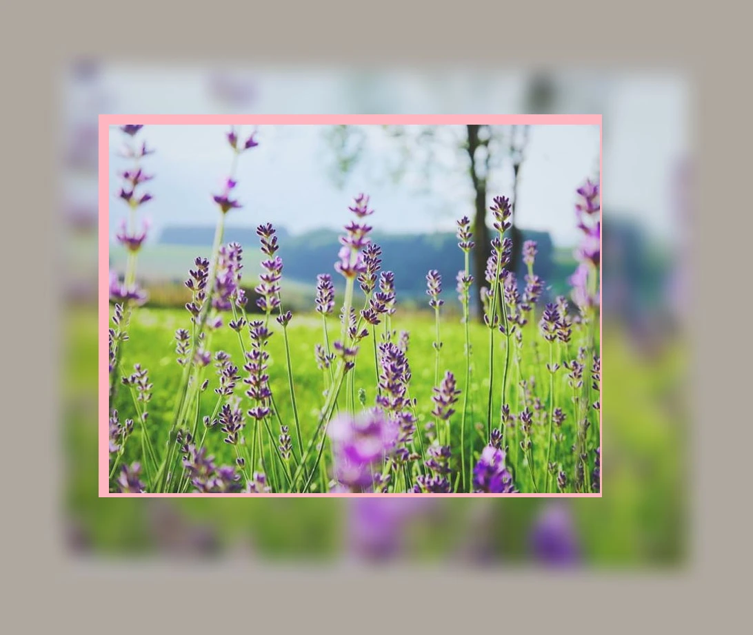 오레가노 오일 효능_3_subsection