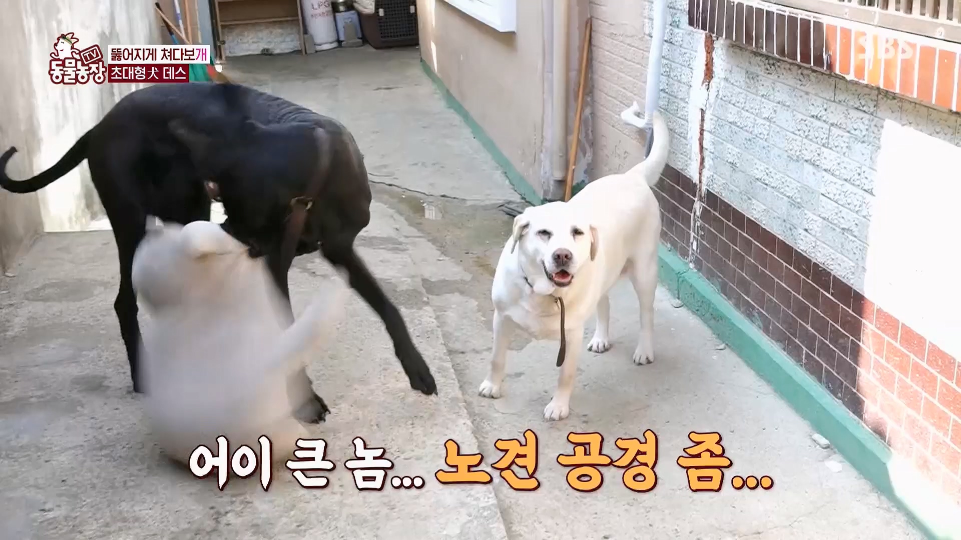 TV 동물농장.E1120.230514p.H264-F1RST.mp4_20230515_203540.028.jpg