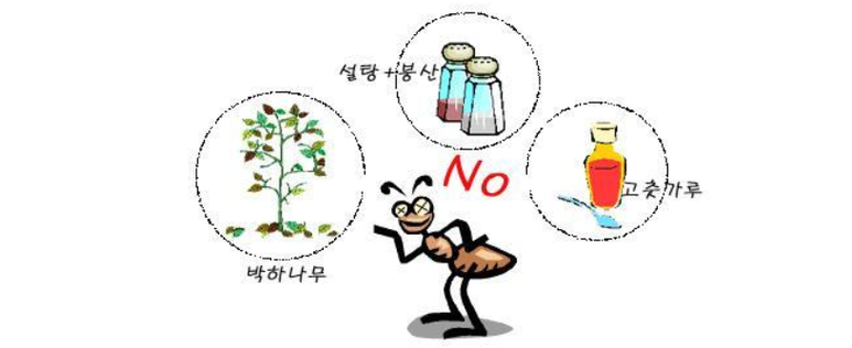  개미 퇴치법