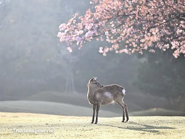 벚꽃 골프여행_2_subsection