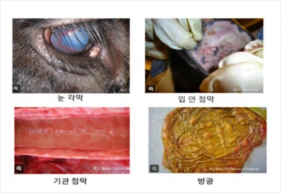 럼프스킨 증상