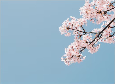 벚꽃