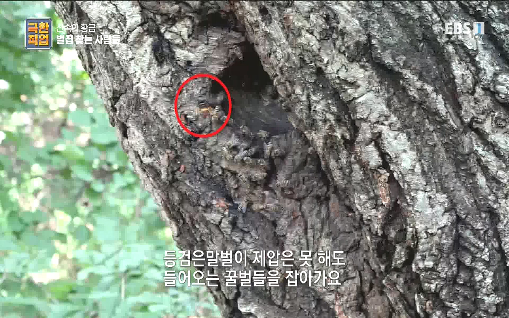 벌집 찾는 사람들.mp4_20221006_212350.034.jpg
