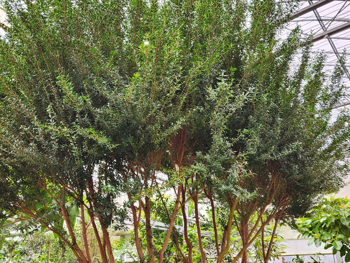 은매화 Myrtle