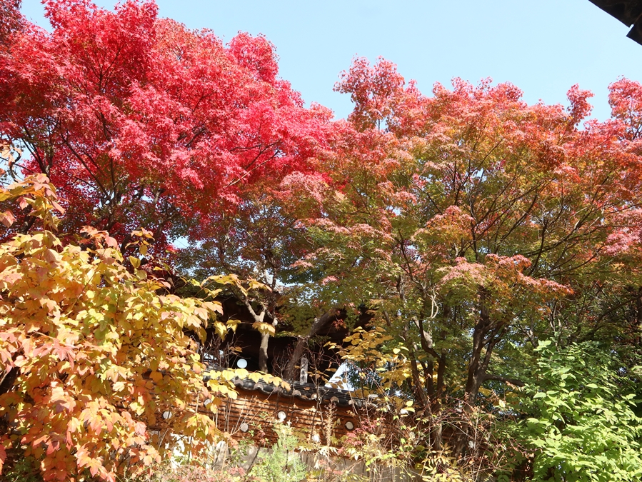 안채뒤-단풍_01