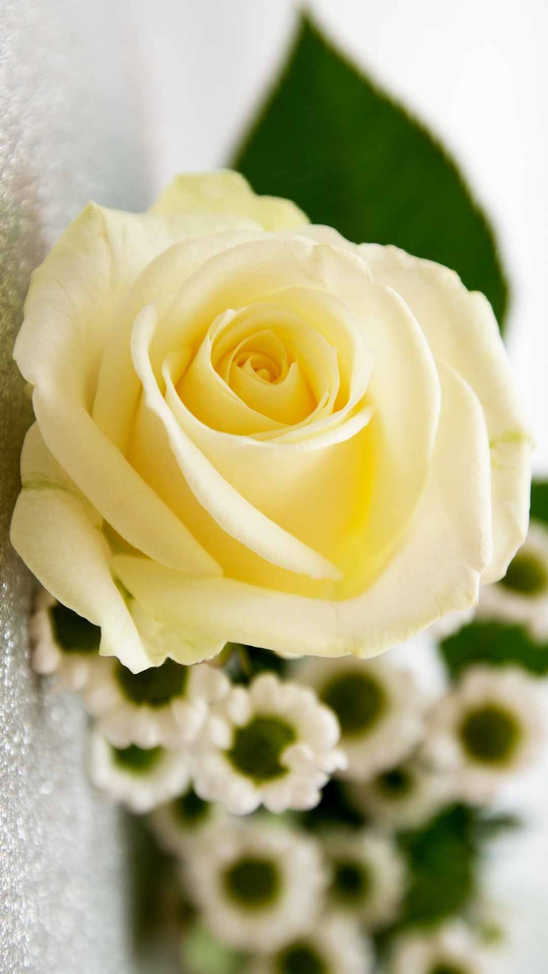 Rose Flower iPhone Wallpaper