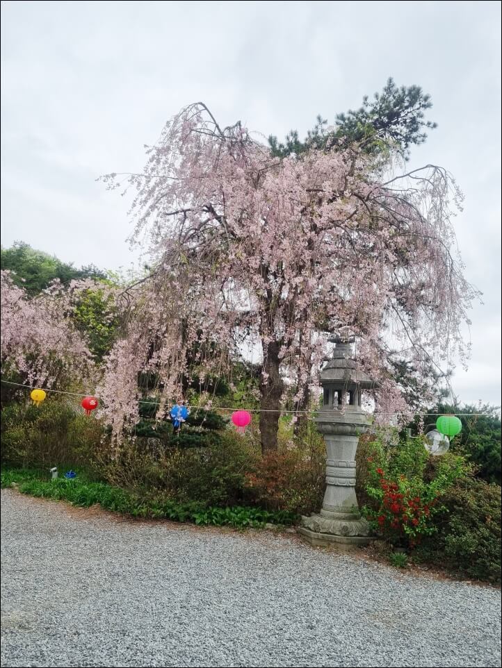 수양벚꽃