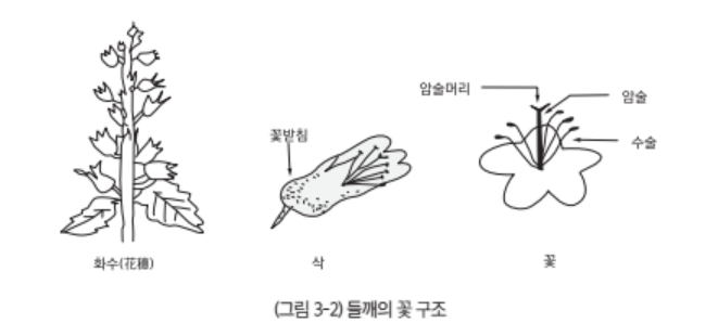 들깨 파종시기 이때를 기억하세요